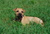 Hazel the Shepherd Puppy
