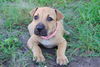 Hazel the Shepherd Puppy