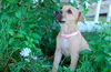 Hazel the Shepherd Puppy