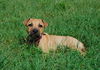 Hazel the Shepherd Puppy