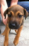 Magnolia the Shepherd Puppy