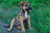 Magnolia the Shepherd Puppy