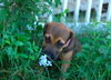 Magnolia the Shepherd Puppy