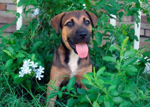 Magnolia the Shepherd Puppy