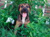 Magnolia the Shepherd Puppy