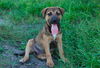 Magnolia the Shepherd Puppy