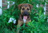 Magnolia the Shepherd Puppy