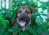 Magnolia the Shepherd Puppy