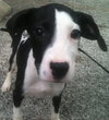 Julie the Hound Puppy