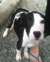 Julie the Hound Puppy