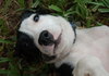Julie the Hound Puppy