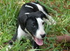 Julie the Hound Puppy