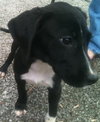 Aggie the Hound Puppy