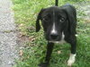 Aggie the Hound Puppy