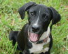 Aggie the Hound Puppy