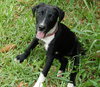 Aggie the Hound Puppy