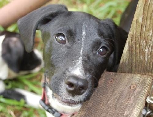 Aggie the Hound Puppy