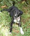 Aggie the Hound Puppy