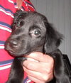 Kito the Lab Puppy