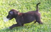 Kito the Lab Puppy