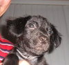 Kito the Lab Puppy