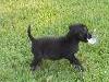 Kito the Lab Puppy