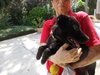 Kito the Lab Puppy