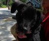 Kito the Lab Puppy