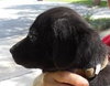 Kito the Lab Puppy