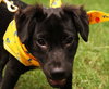 Kito the Lab Puppy