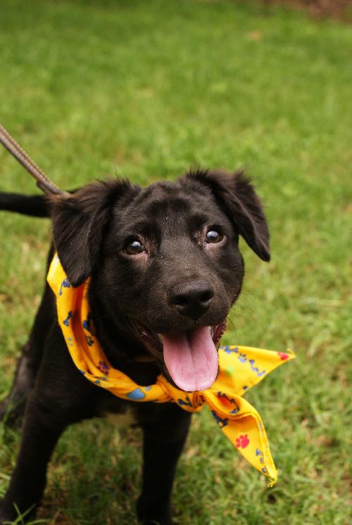 Kito the Lab Puppy