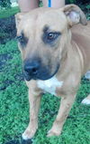 Subi the Cur/Bulldog Mix