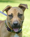 Subi the Cur/Bulldog Mix