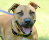 Subi the Cur/Bulldog Mix