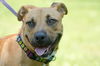 Subi the Cur/Bulldog Mix