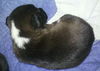 Stormy the Tropical Storm Debby Puppy