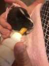 Stormy the Tropical Storm Debby Puppy