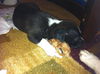 Stormy the Tropical Storm Debby Puppy