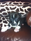Stormy the Tropical Storm Debby Puppy