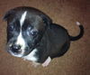 Stormy the Tropical Storm Debby Puppy