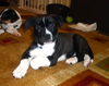 Stormy the Tropical Storm Debby Puppy