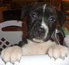 Stormy the Tropical Storm Debby Puppy