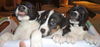 Stormy the Tropical Storm Debby Puppy