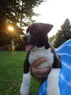 Stormy the Tropical Storm Debby Puppy