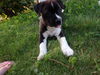 Stormy the Tropical Storm Debby Puppy