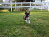 Stormy the Tropical Storm Debby Puppy