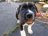 Stormy the Tropical Storm Debby Puppy