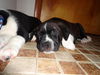 Stormy the Tropical Storm Debby Puppy