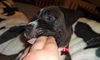 Stormy the Tropical Storm Debby Puppy