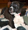 Stormy the Tropical Storm Debby Puppy